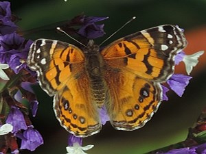 American Painted Lady - Vanessa virginiensis2 © Teresa Farino